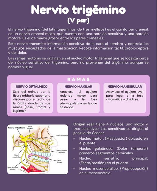 Nervio Trigémino - V Par Craneal