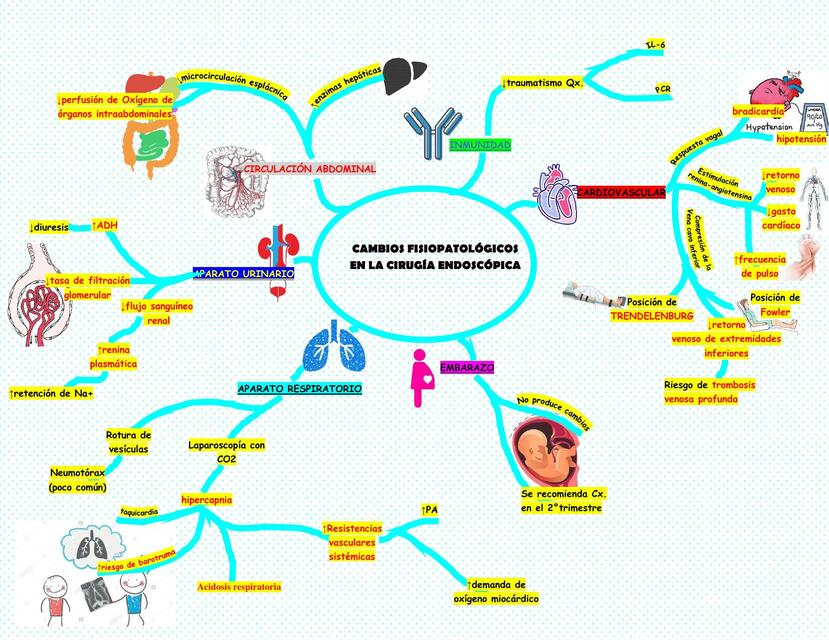 Cambios Fisiopatológicos de la Cirugía Endoscópica