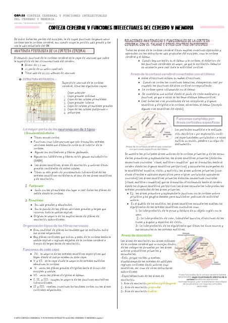 Corteza cerebral y funciones intelectuales del cerebro y la memoria