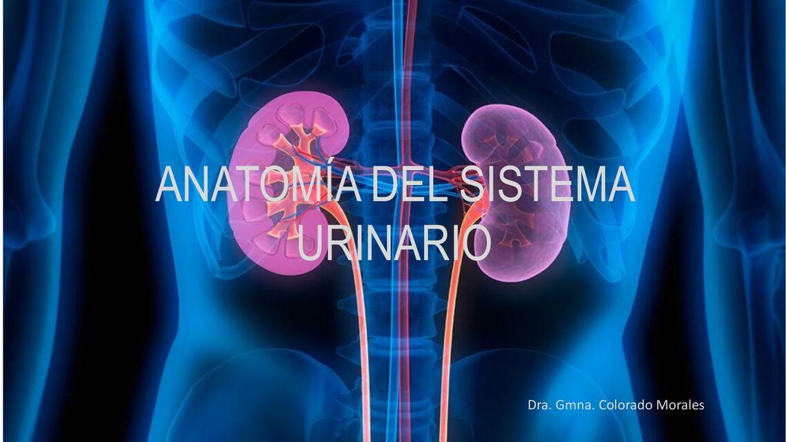 Anatomía del sistema urinario