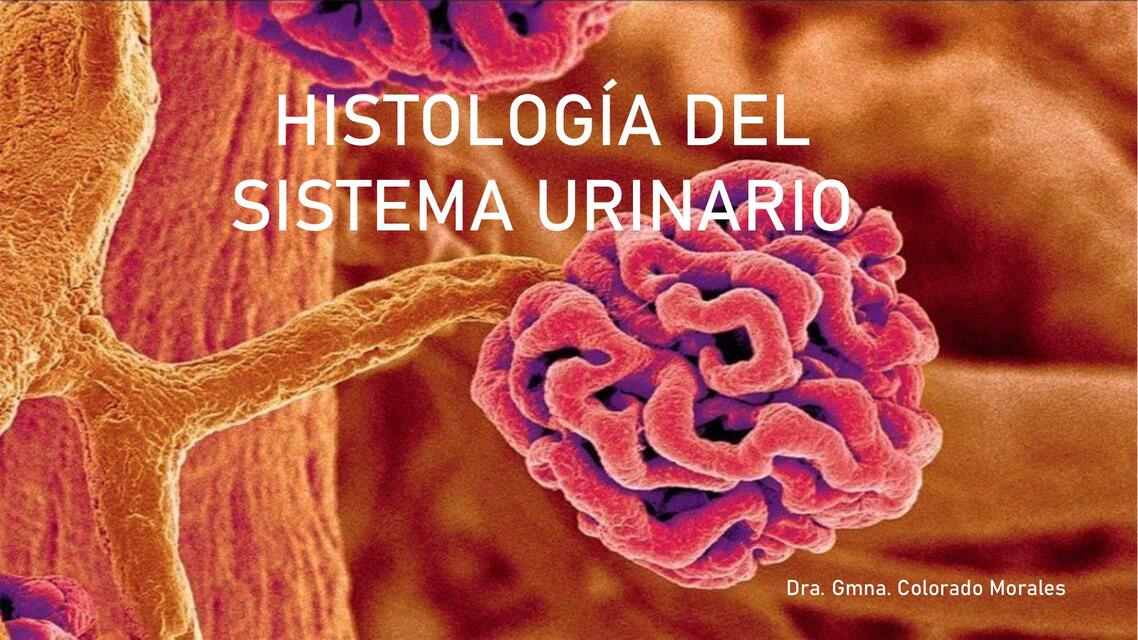 Histología del sistema urinario