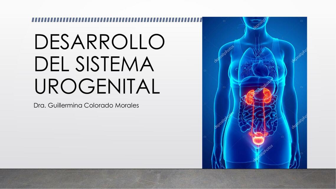 Desarrollo del sistema urinario