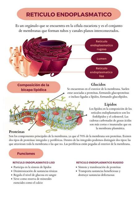 Retículo Endoplasmático