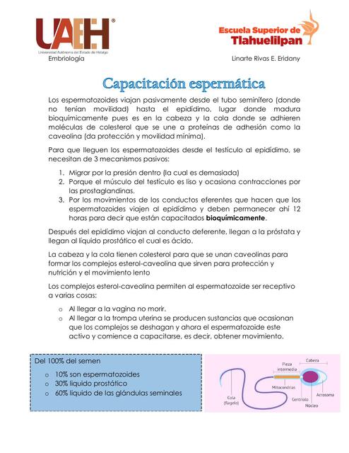 Capacitación espermática