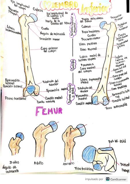 Anatomía de Miembros inferiores 