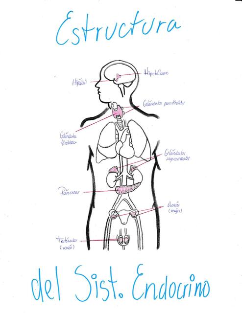 Dibujos anatómicos del sistema endocrino