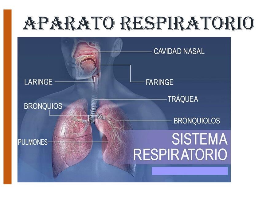 Aparato respiratoria 