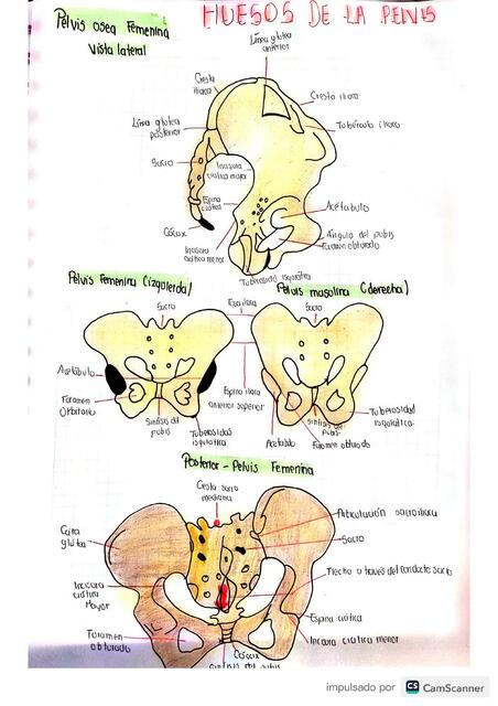 Huesos de la pelvis