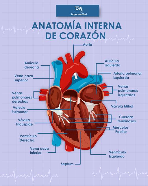 Anatomiaaparato Circulatorio Wikilibros Anatomia Del Corazon Images