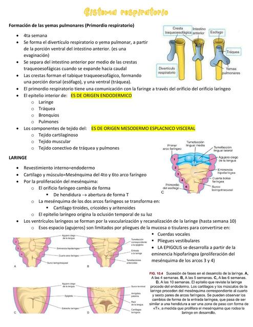 Sistema Respiratorio 