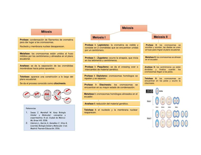 Mitosis y Meiosis