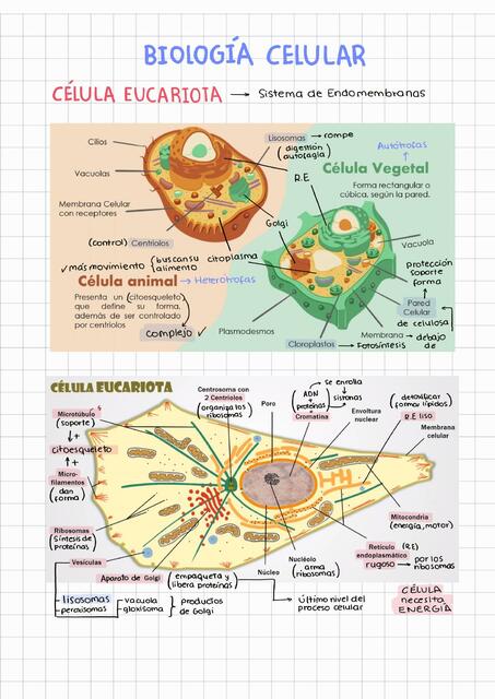 Biología celular