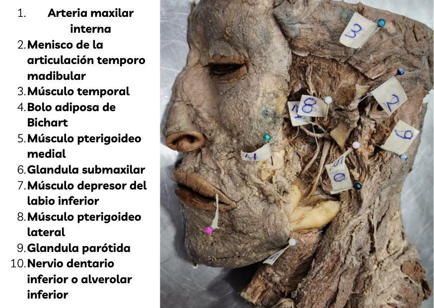 Anatomia Práctica  de Cabeza