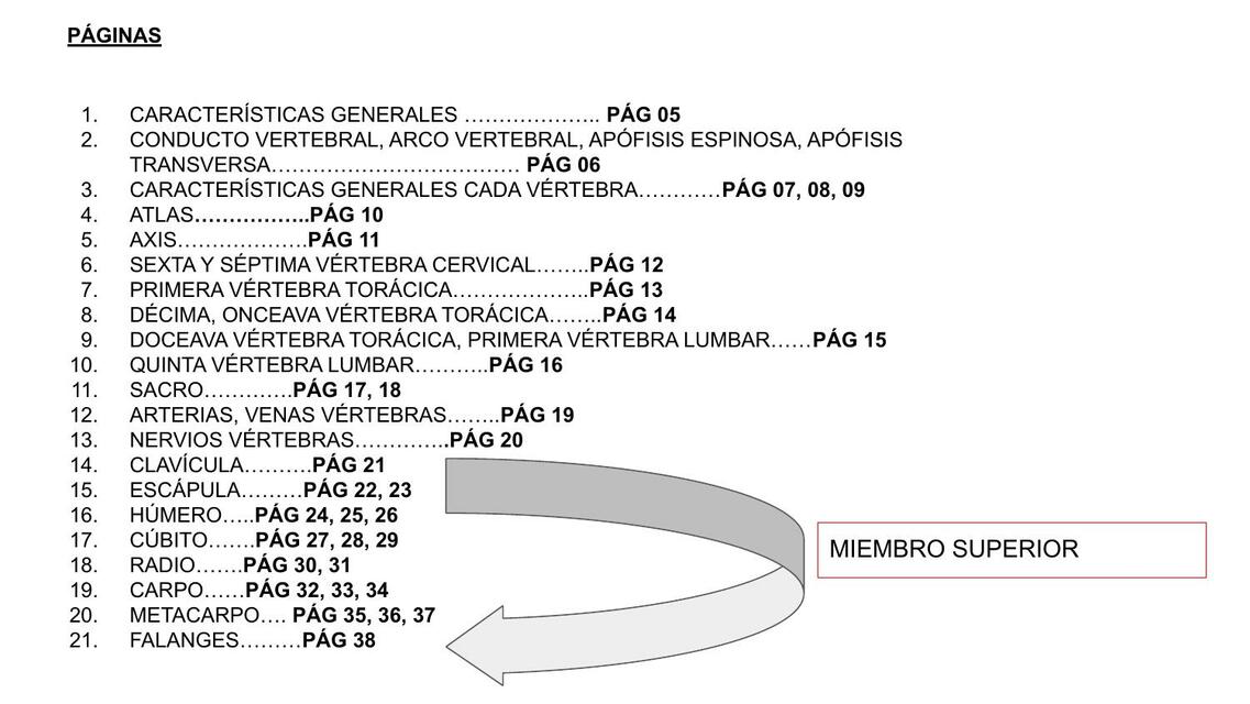 Anatomía sumativo 3