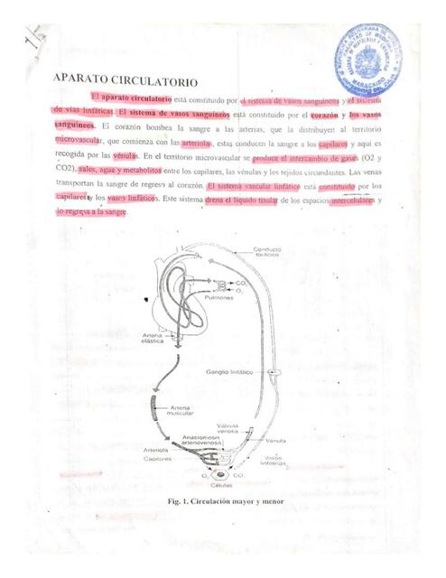 Aparato cardiovascular  circulatorio