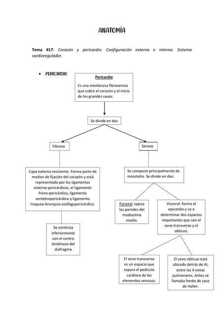 Anatomía del corazón