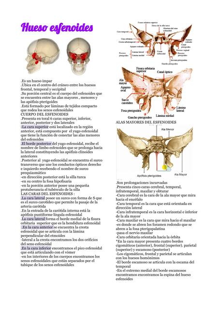 Hueso Esfenoides