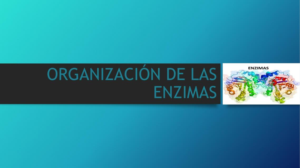 Organización de las enzimas