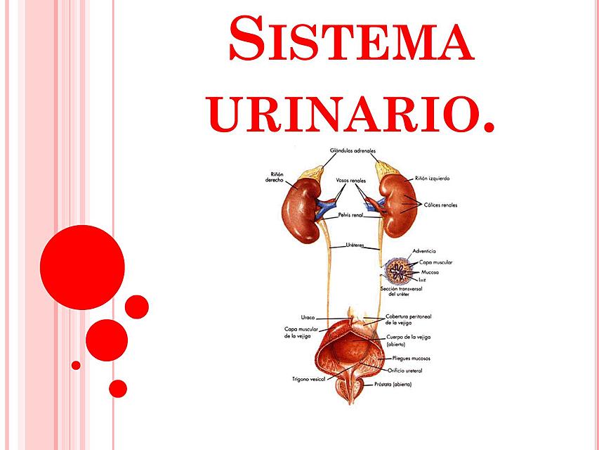 APARATO URINARIO 21 | Vías urinarias | Uretra | uDocz