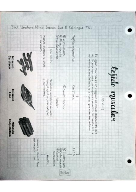 Clasificación del tejido muscular