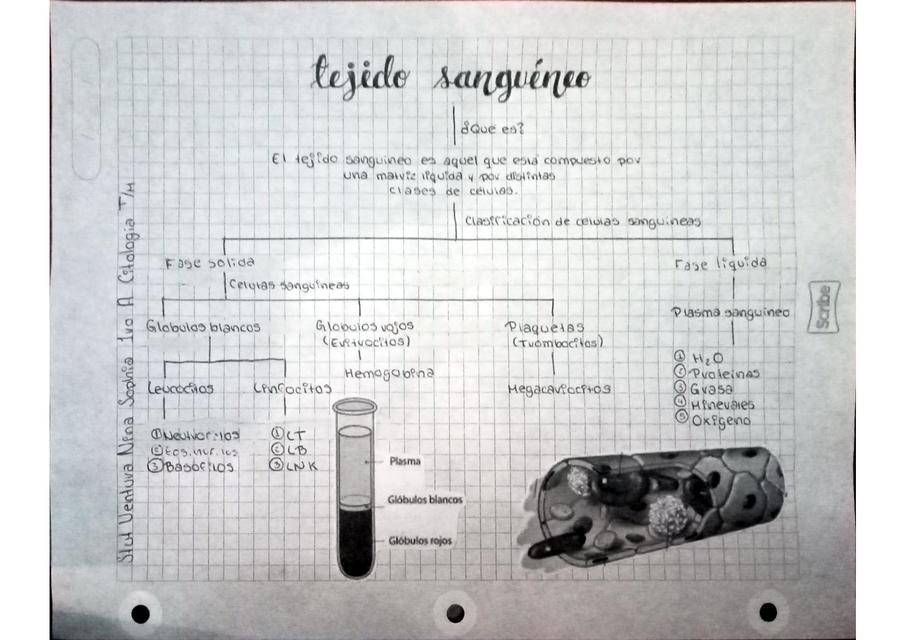 Clasificación del tejido sanguíneo 