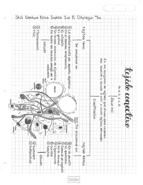 Clasificación del Tejido Conectivo Básico