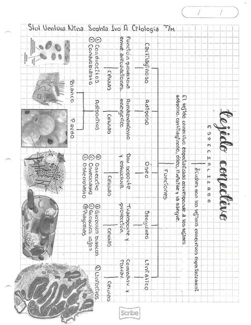 Clasificación del Tejido Conectivo Especializado