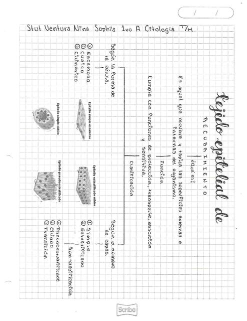 Clasificación del Tejido Epitelial Recubrimiento