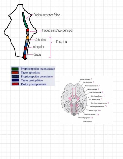 Nervios Craneales 