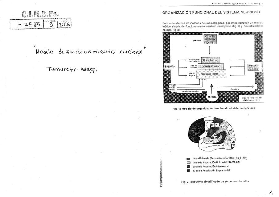 Modelo de Funcionamiento cerebral de Tamaroff Allegri