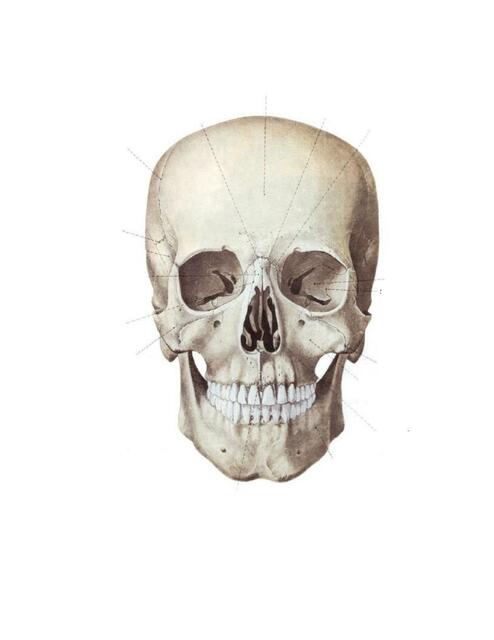 Plantilla para identificar partes del cráneo
