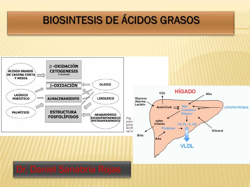 Síntesis de ácidos grasos lipogénesis