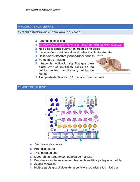   Mycobacterum Leprae 