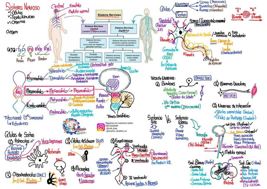 Repaso de Sistema Nervioso