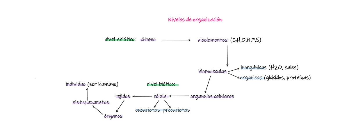 Niveles de Organización