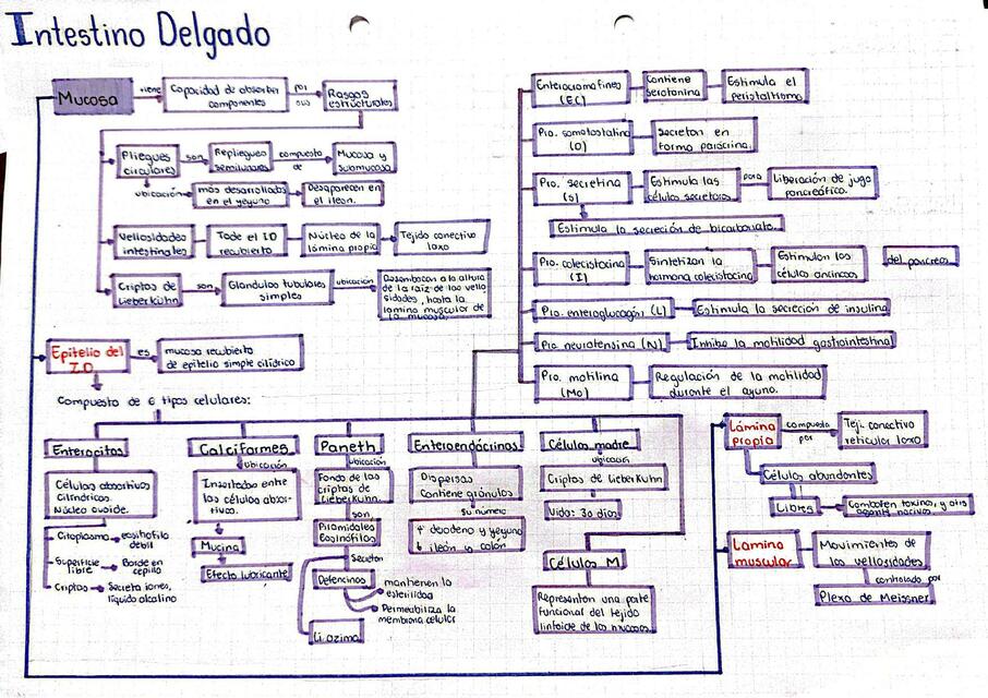 Intestino Delgado y Grueso -  Histología 