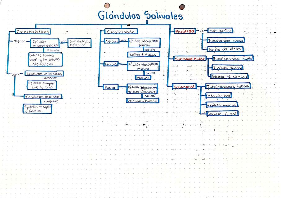 Glándulas Salivales y Páncreas - Histología 