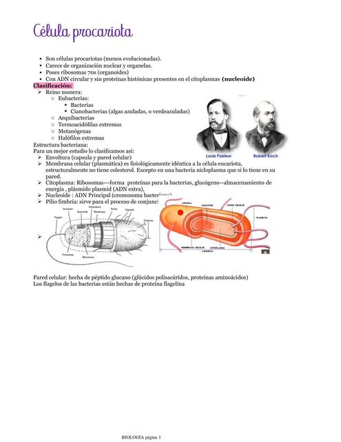 Célula procariota