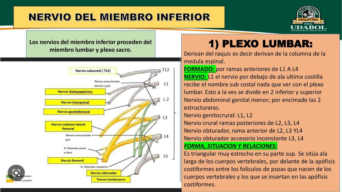 Nervio del Miembro Inferior 