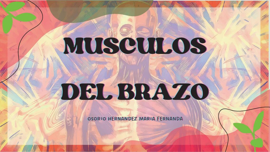 Músculos del Brazo