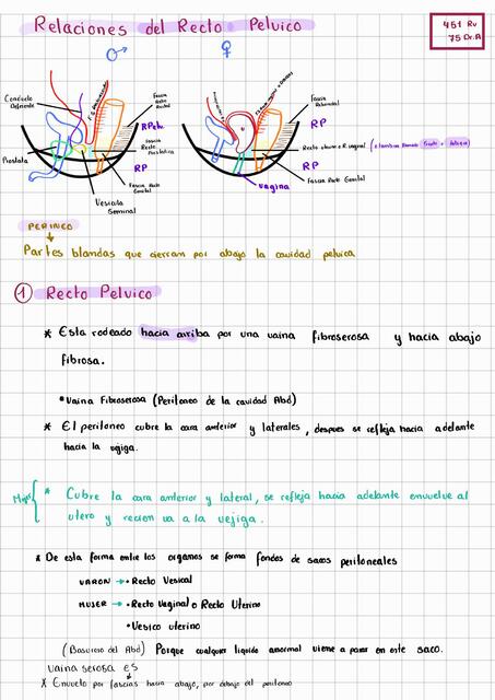 Anatomía l Aparatos Genitales