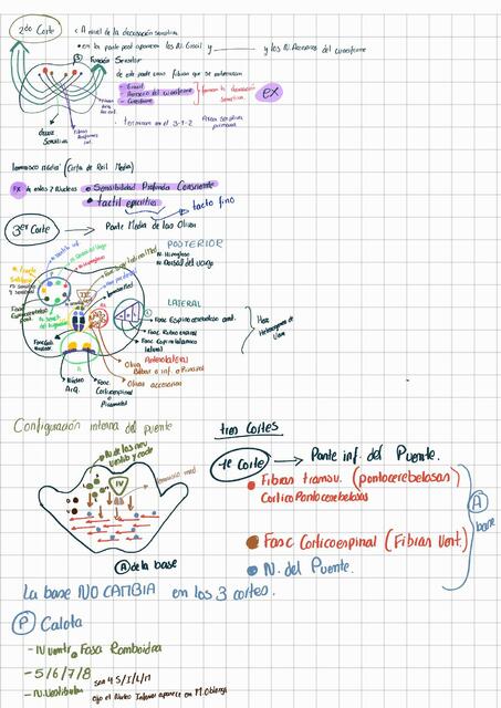 Apuntes Cerebro ll 