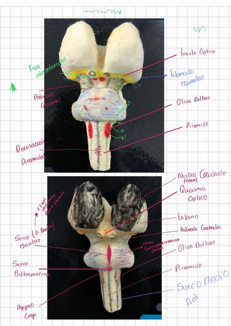 Anato ll 2do Semestre