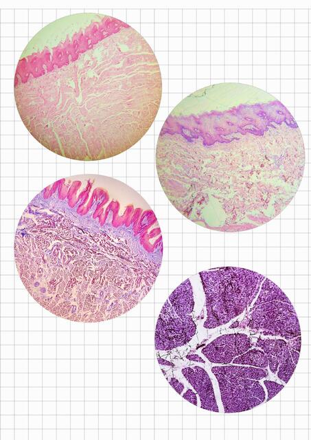 Histologia ll 