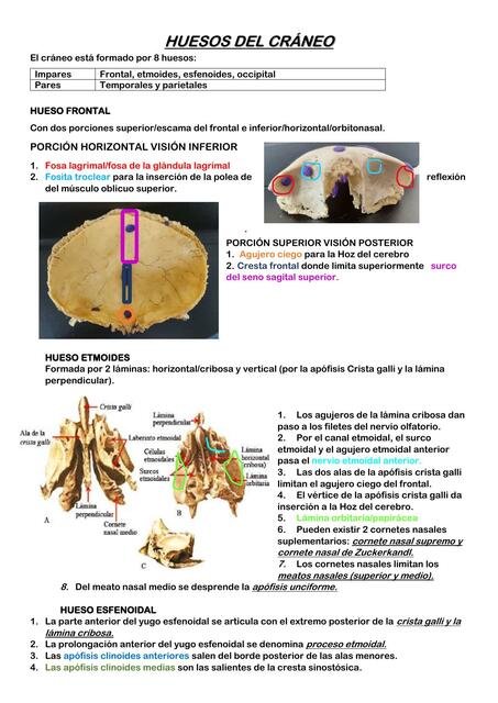 Huesos del cráneo