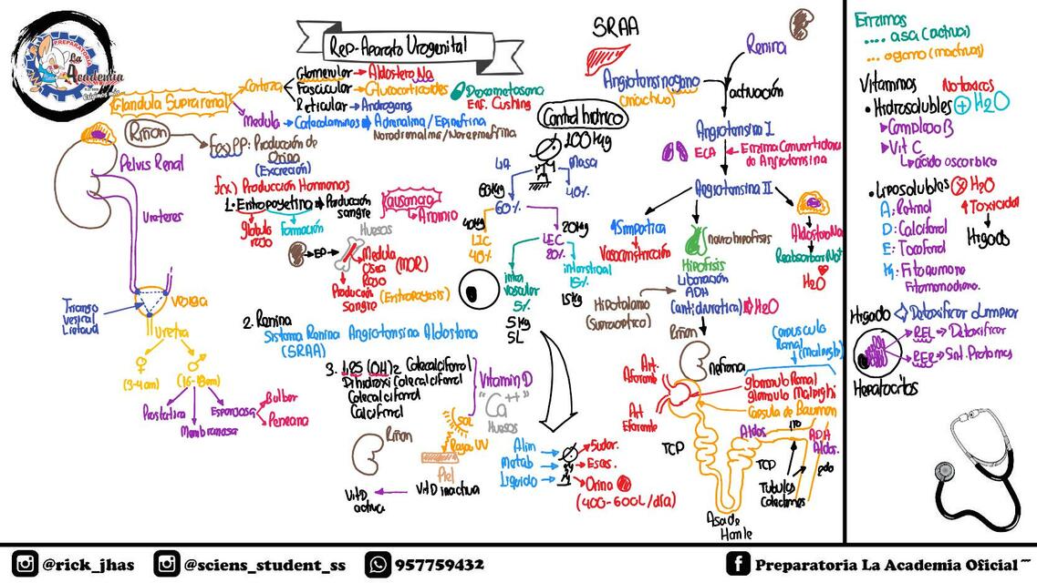 Repaso Renal - Anatomía Y Fisiología