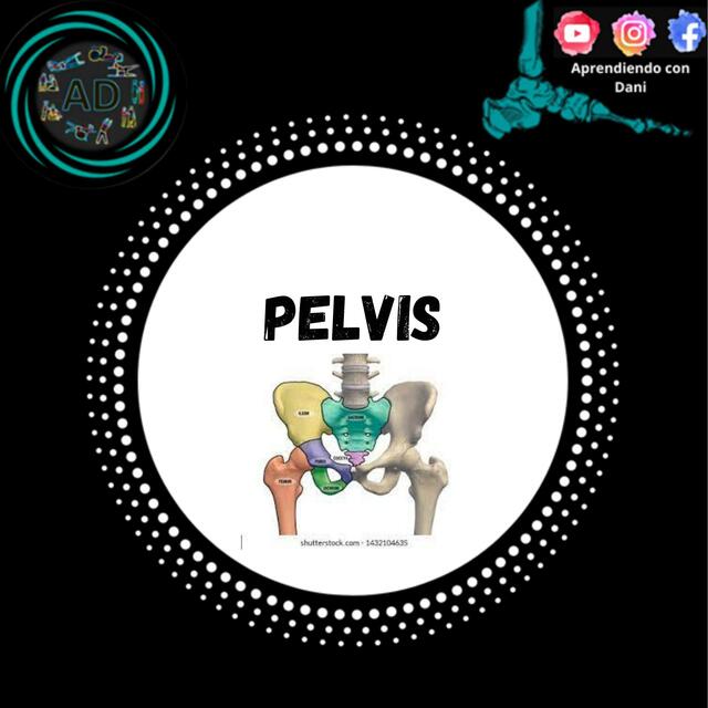 La pelvis