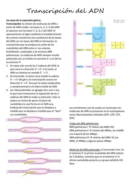 Transcripción del ADN