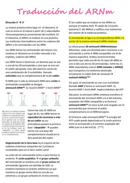 Traducción del ARNm