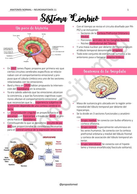 Sistema Límbico